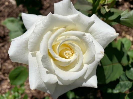 Offen【Reborn project】ROSE-pointed /WHITE Knock Out Roses: Rosa White Knock Out® (Shrub Rose)